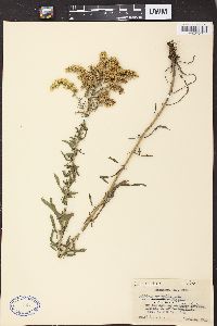 Solidago nemoralis subsp. decemflora image