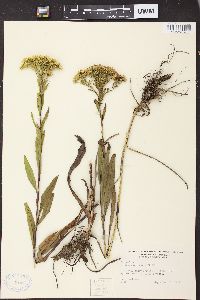 Solidago ohioensis image