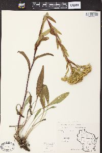 Solidago ohioensis image