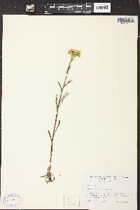 Solidago ohioensis image