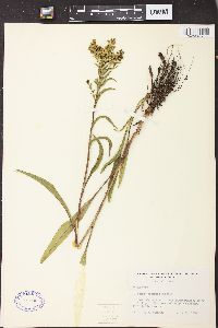 Solidago ohioensis image