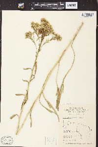 Solidago ohioensis image