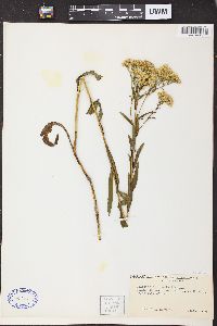 Solidago ohioensis image