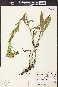 Solidago ohioensis image