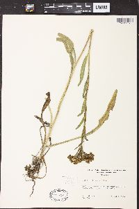 Solidago ohioensis image