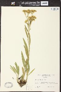 Solidago ohioensis image