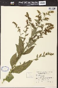 Solidago patula image