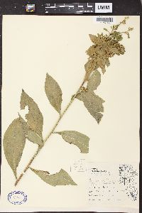 Solidago patula image