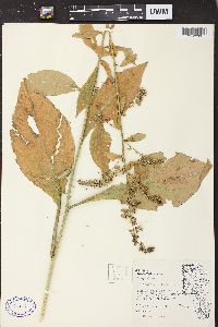 Solidago patula image