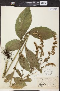 Solidago patula image