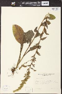 Solidago patula image