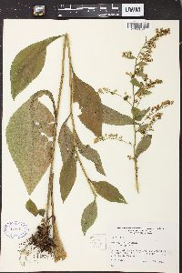 Solidago patula image