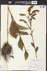 Solidago patula image