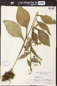 Solidago patula image