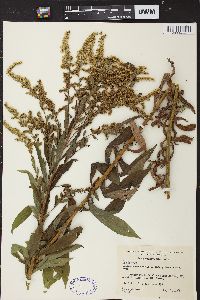 Solidago canadensis var. hargeri image