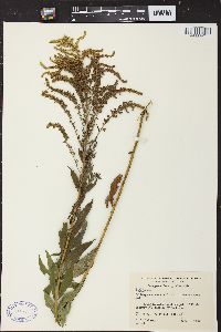 Solidago canadensis var. hargeri image