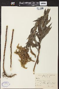 Solidago canadensis var. hargeri image