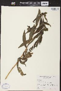 Solidago canadensis var. hargeri image