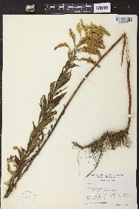 Solidago canadensis var. hargeri image