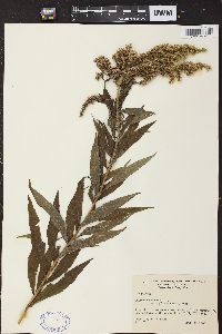 Solidago canadensis var. hargeri image