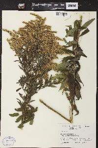 Solidago canadensis var. hargeri image