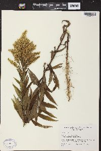 Solidago canadensis var. hargeri image