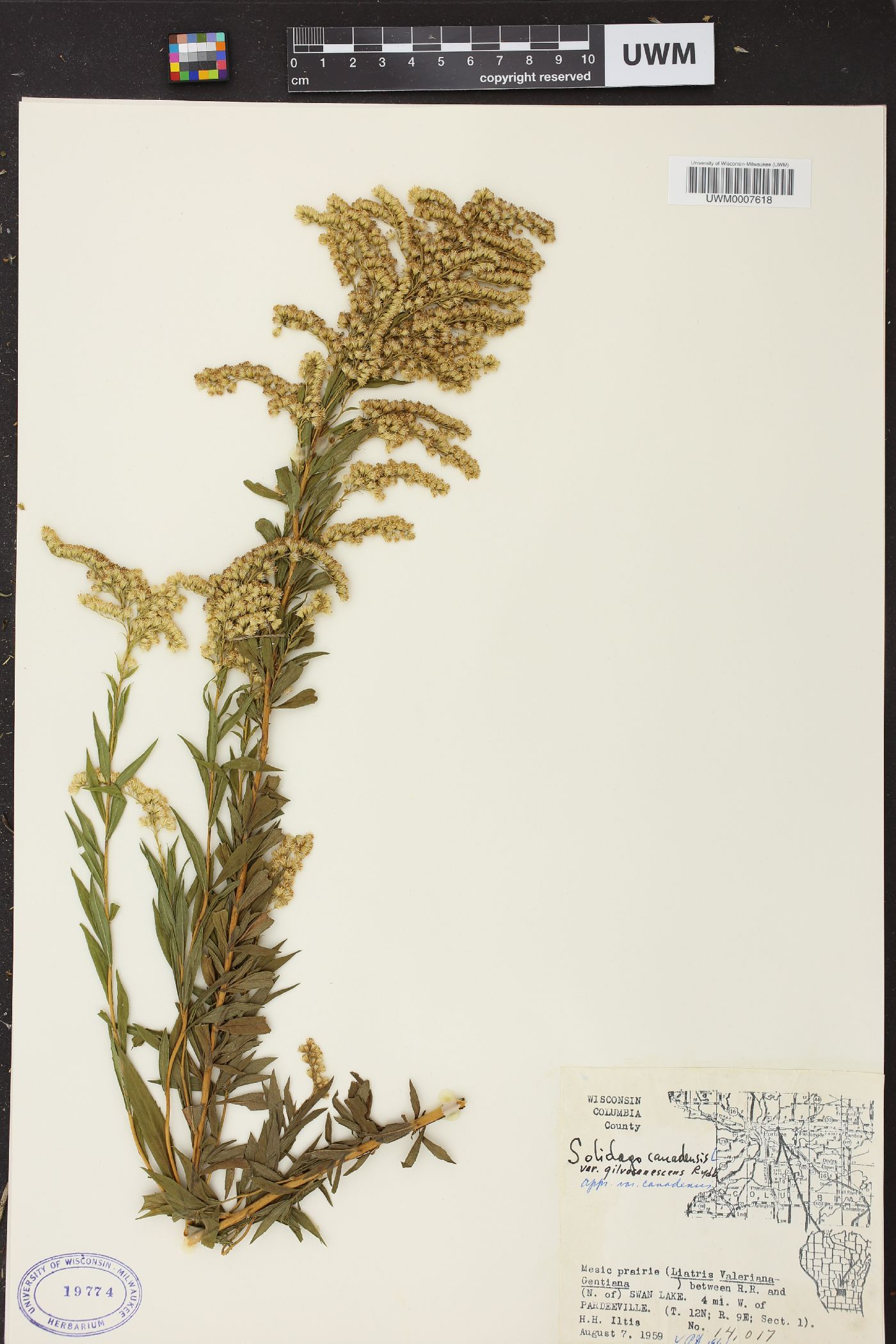 Solidago canadensis var. hargeri image