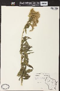 Solidago canadensis var. hargeri image