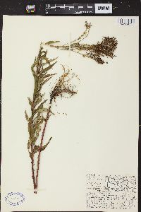 Solidago canadensis var. hargeri image