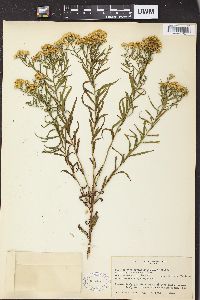 Solidago graminifolia image