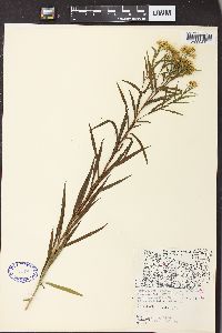 Solidago graminifolia image