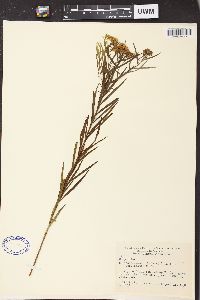 Solidago graminifolia image