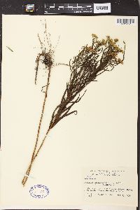 Solidago graminifolia image