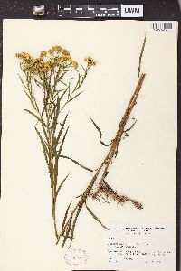 Solidago graminifolia image