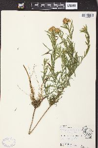 Solidago graminifolia image