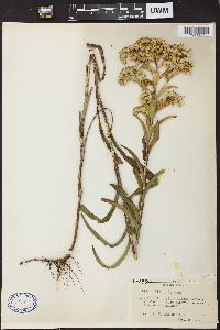 Solidago riddellii image