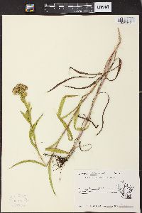 Solidago riddellii image