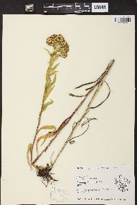 Solidago riddellii image