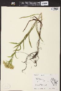 Solidago riddellii image