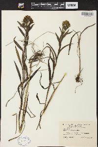 Solidago riddellii image