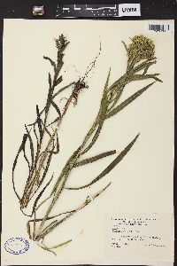 Solidago riddellii image