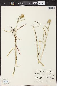 Solidago riddellii image