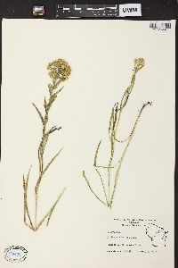 Solidago riddellii image