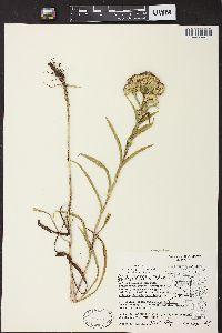 Solidago riddellii image