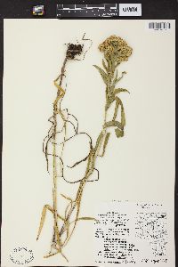 Solidago riddellii image