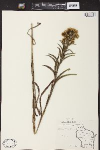 Solidago riddellii image