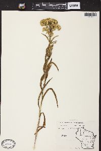 Solidago riddellii image