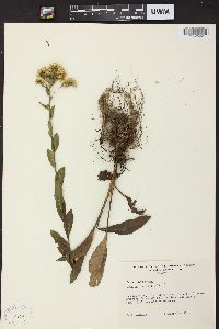 Solidago rigida image