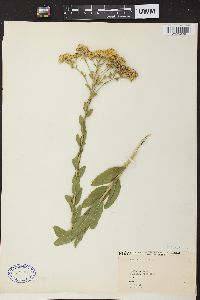 Solidago rigida image