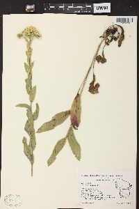 Solidago rigida image